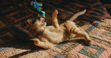 The Best Cat Toys, Litter Boxes, and Other Supplies for Your Furry Friend (2024)